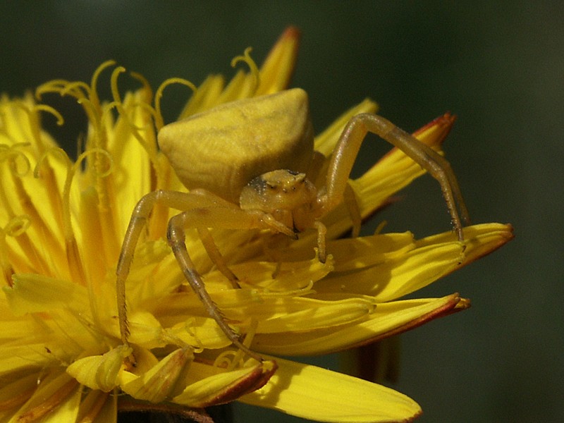 Thomisus onustus
